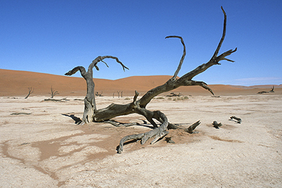 Nambia Tree